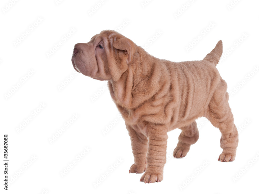 Wrinkled sharpei puppy standing