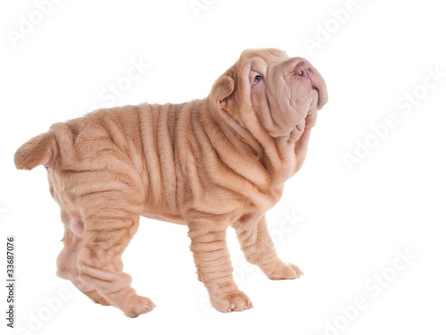 Playful sharpei puppy looking up