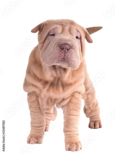 Sharpei puppy standing looking at camera