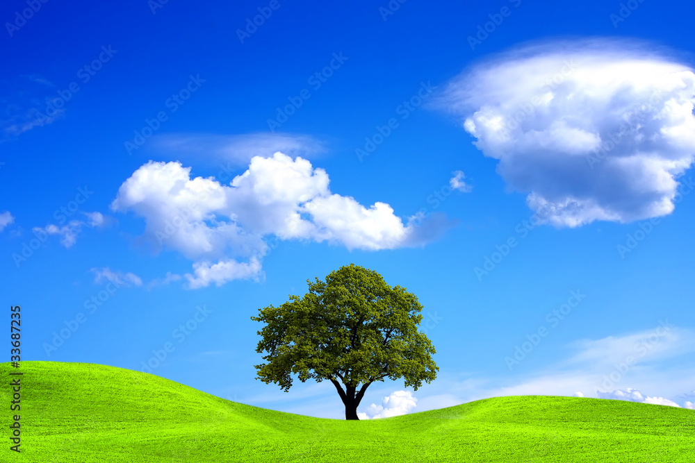 Oak tree and blue sky