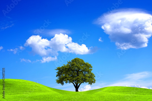 Oak tree and blue sky