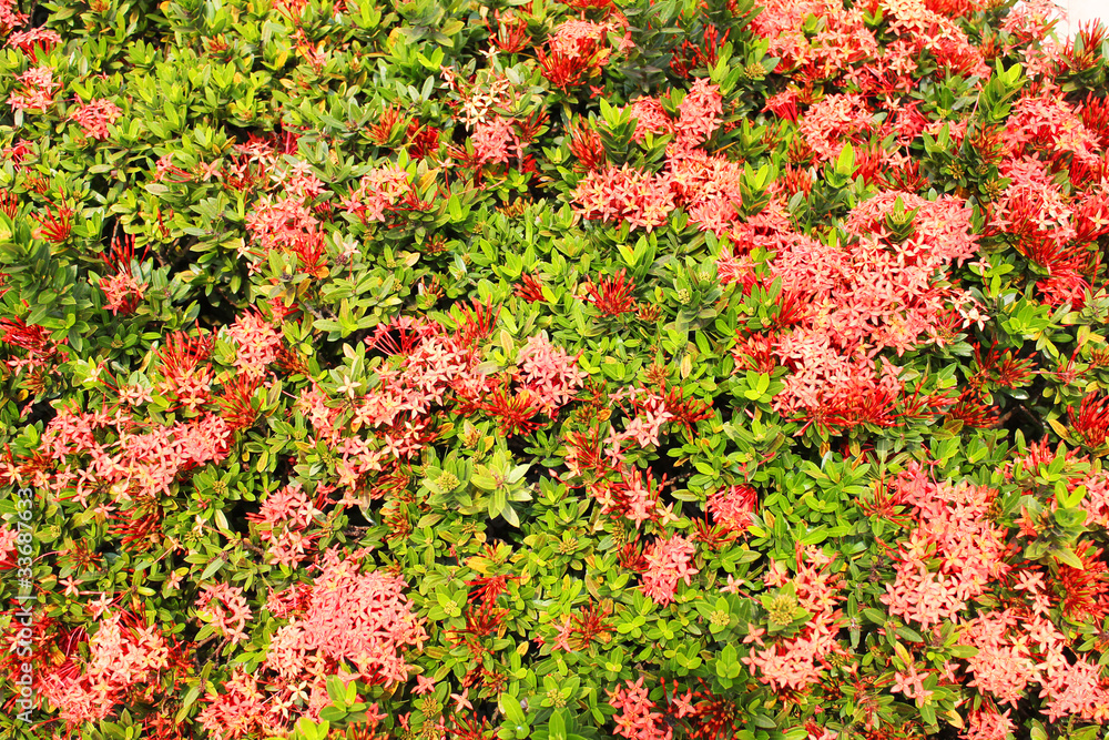 Red flowers on a bush in Thailand.