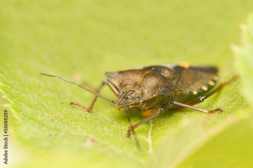 Fototapeta premium Pentatoma rufipes