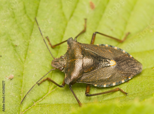 Pentatoma rufipes