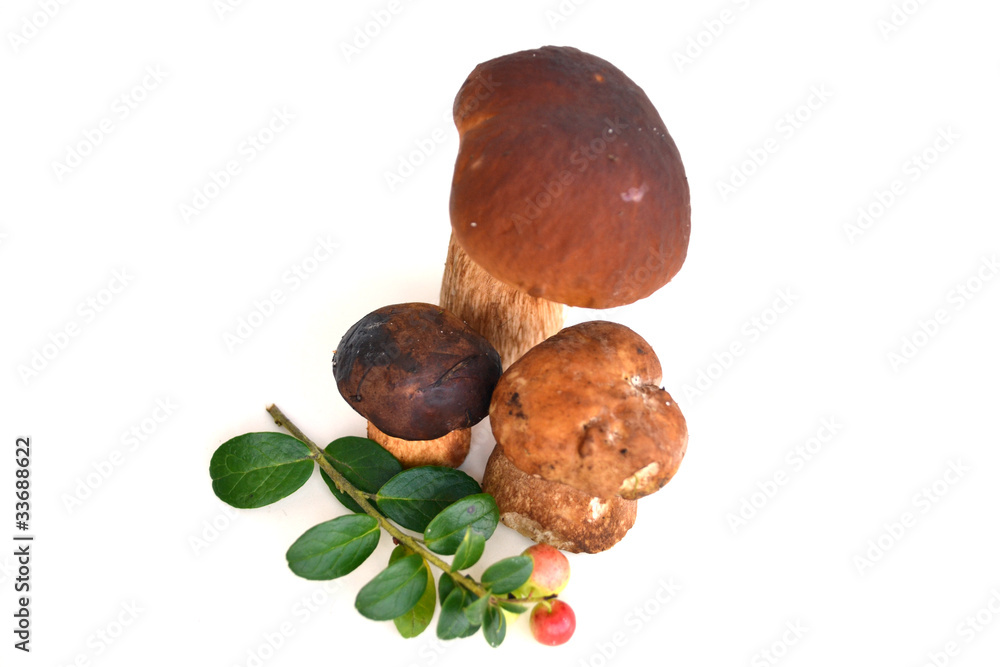 Fototapeta premium wild mushrooms