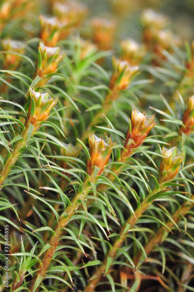Obraz premium Moss