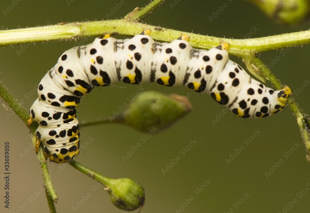 Fototapeta premium Shargacucullia scrophuliarae
