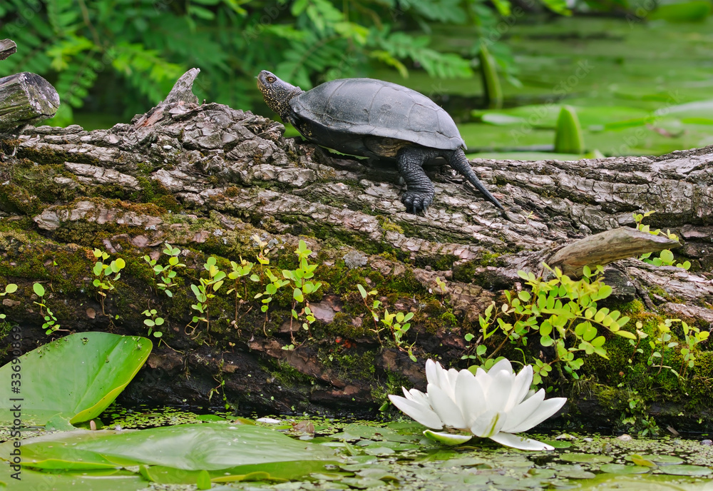Fototapeta premium Terrapin on a river