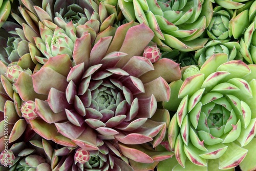 Hen and chicks plants