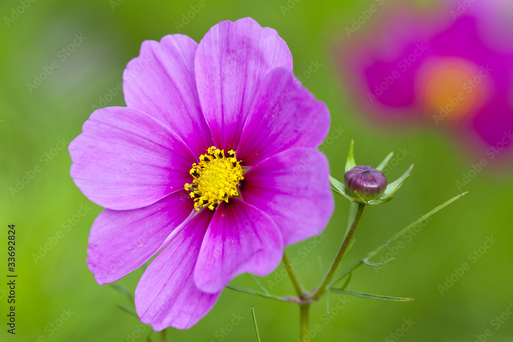 コスモスの花アップ コスモスの花アップ