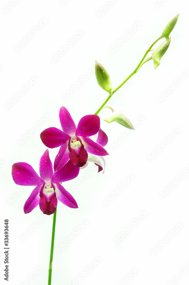 orchid flower