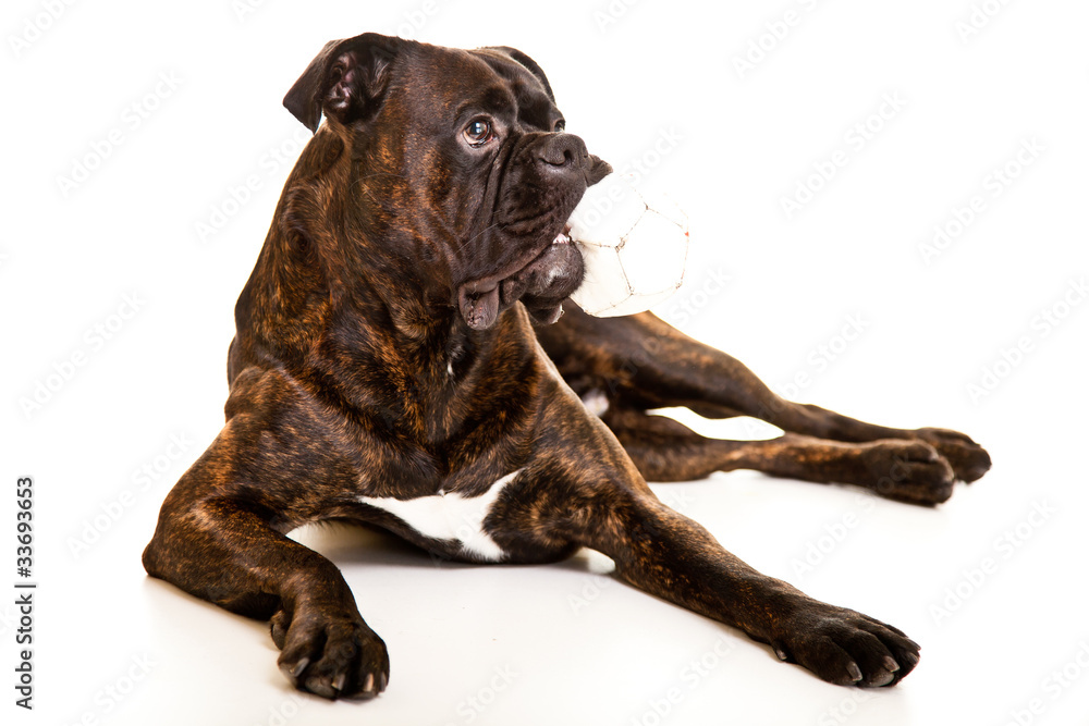 Obraz premium Boxer dog in studio