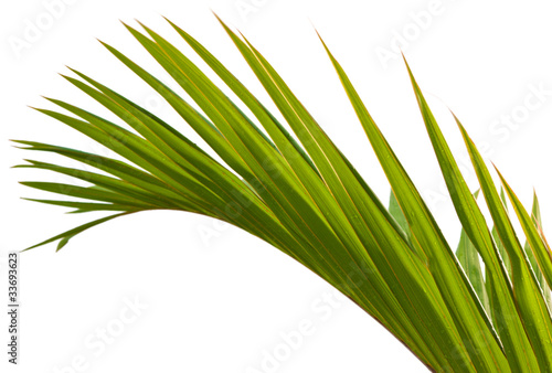 palme