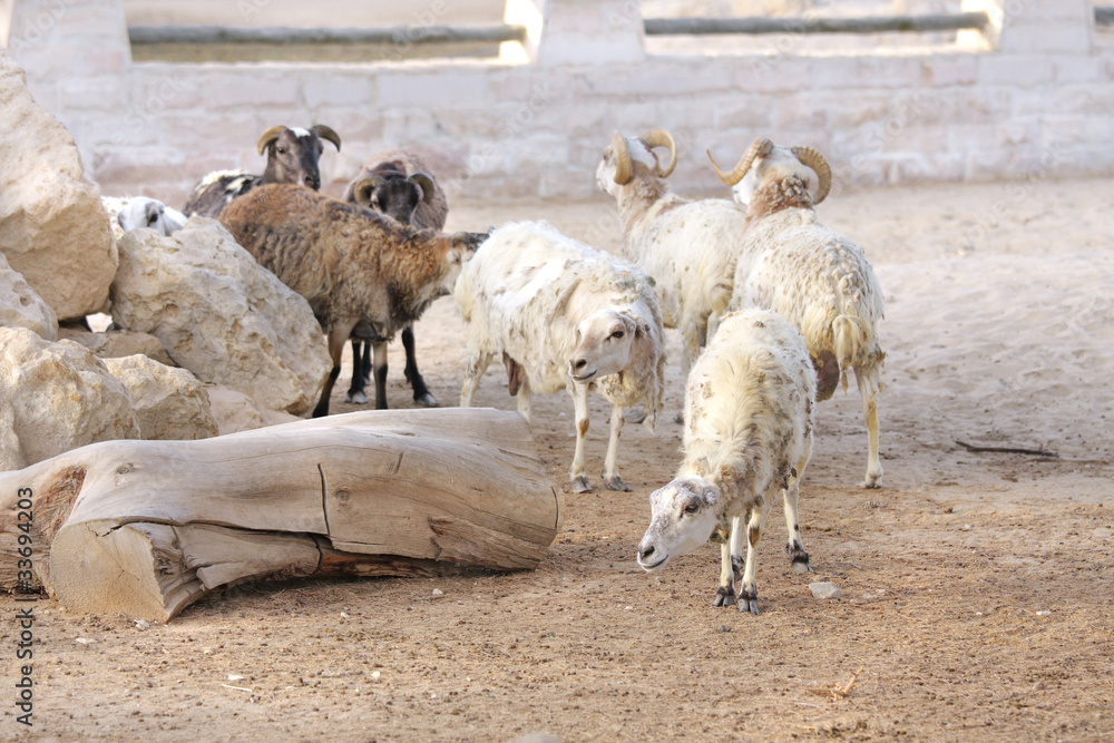 Obraz premium A herd of sheep