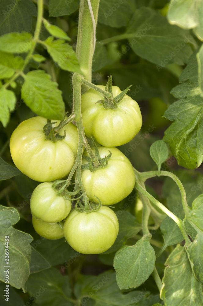 Green Growing Tomatoes on a Branch Green Growing Tomatoes on a Branch