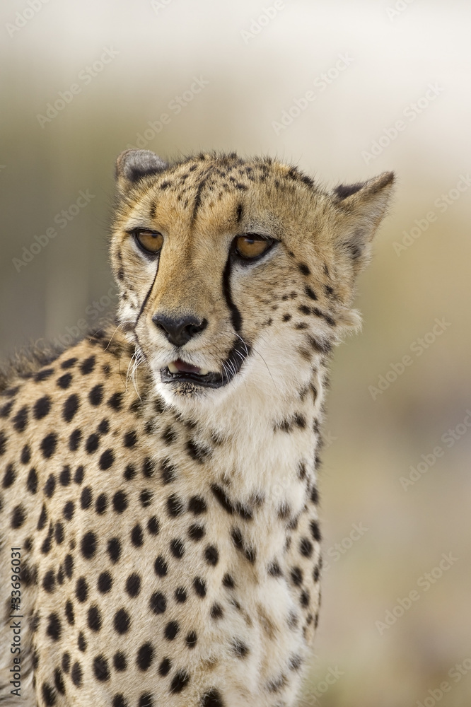 Close-up portrait of Cheetah; Acinonyx jubatus; South Africa . Close-up portrait of Cheetah; Acinonyx jubatus; South Africa .