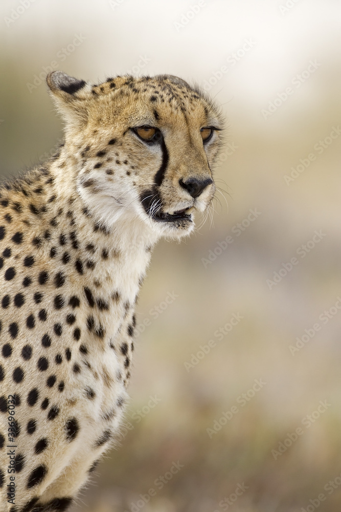 Close-up portrait of Cheetah; Acinonyx jubatus; South Africa . Close-up portrait of Cheetah; Acinonyx jubatus; South Africa .