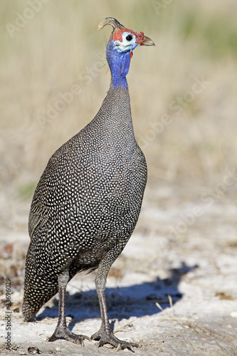Guinea-fowl; Numida meleagris; South Africa