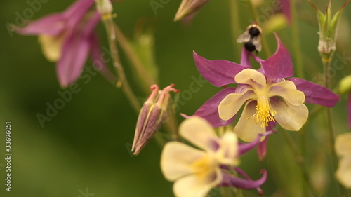 owers in the garden photo