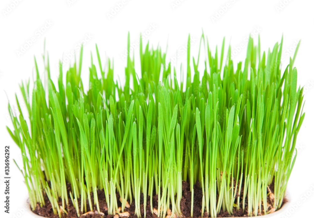 Sprouts of a young green grass Sprouts of a young green grass