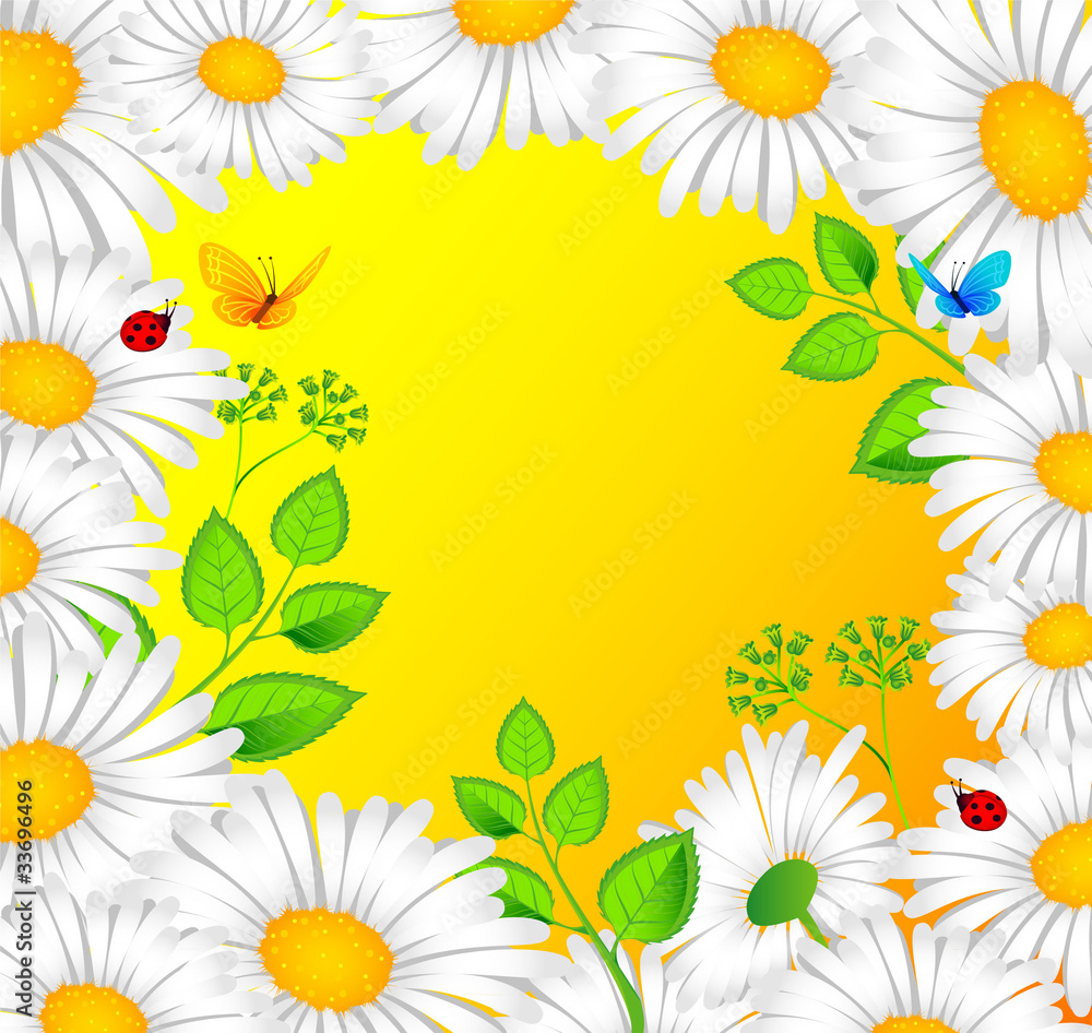 Chamomile back Chamomile back