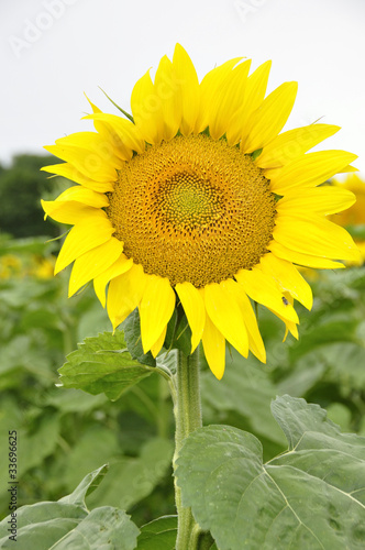 Tournesol