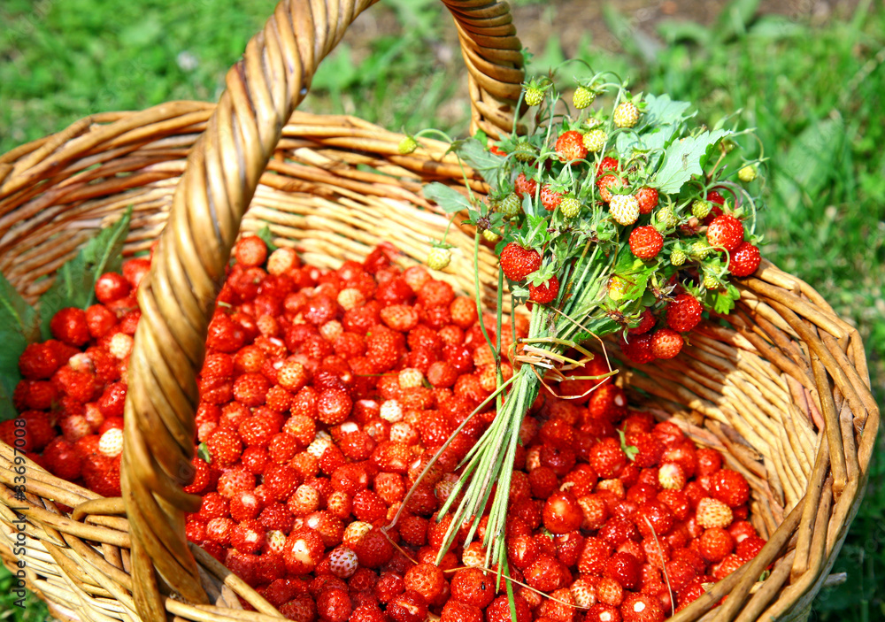 Fresh bouquet of forest strawberries