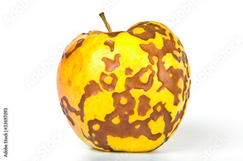 Rotten apple isolated on white background.