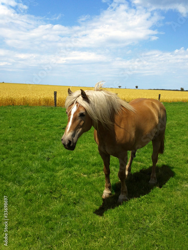 Pferd auf der Wiese © Squarecom