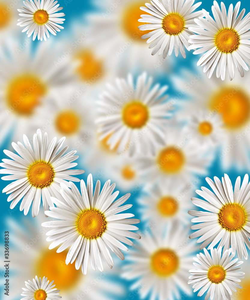 chamomile chamomile