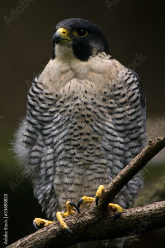 Closeup of a falcon against a blurred background.