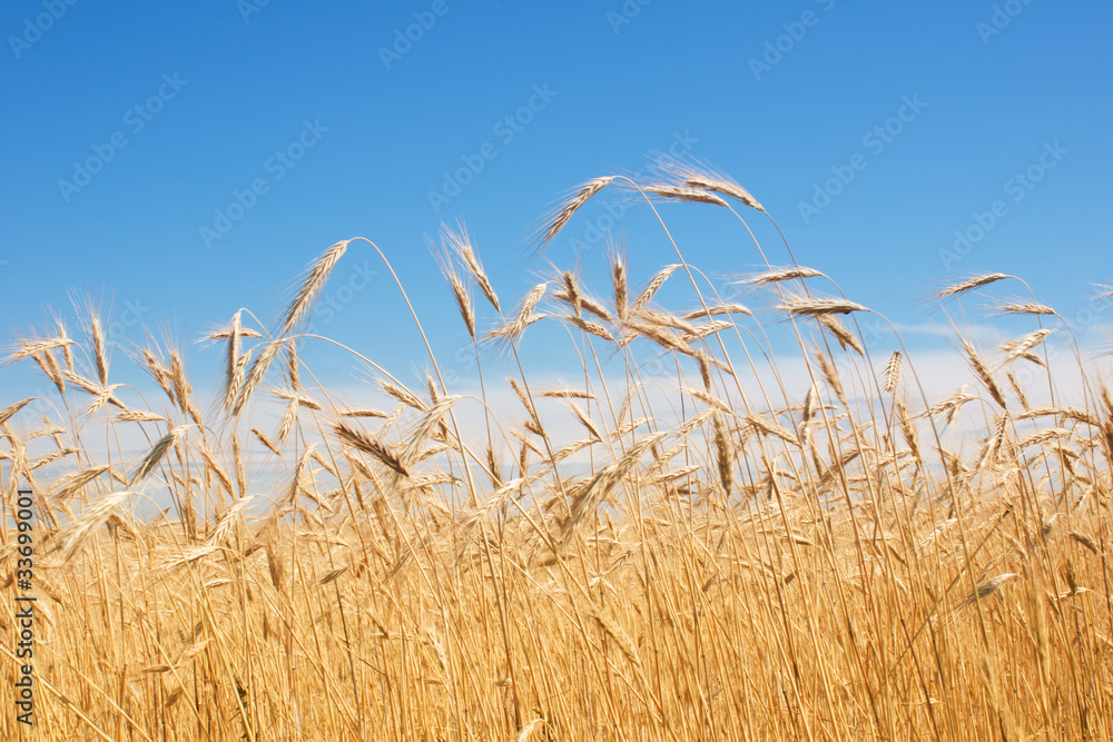 Obraz premium field of rye
