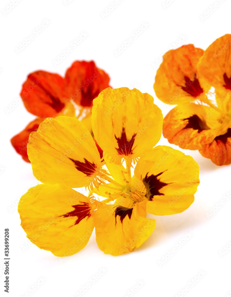 Nasturtium flowers Nasturtium flowers