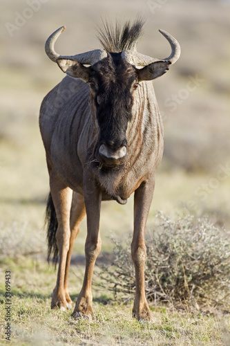 Close-up of Blue Wildebeest; Connochaetes taurinus; South Africa