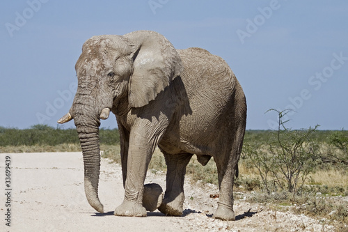 Big elephant bull  Loxodonta Africana