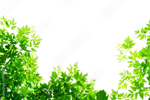Fototapeta Naklejka Na Ścianę i Meble -  Green leaves on white background