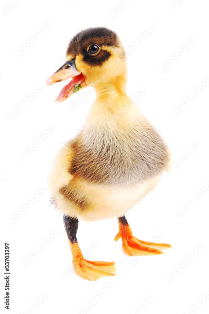 little ducks, isolated white background little ducks, isolated white background