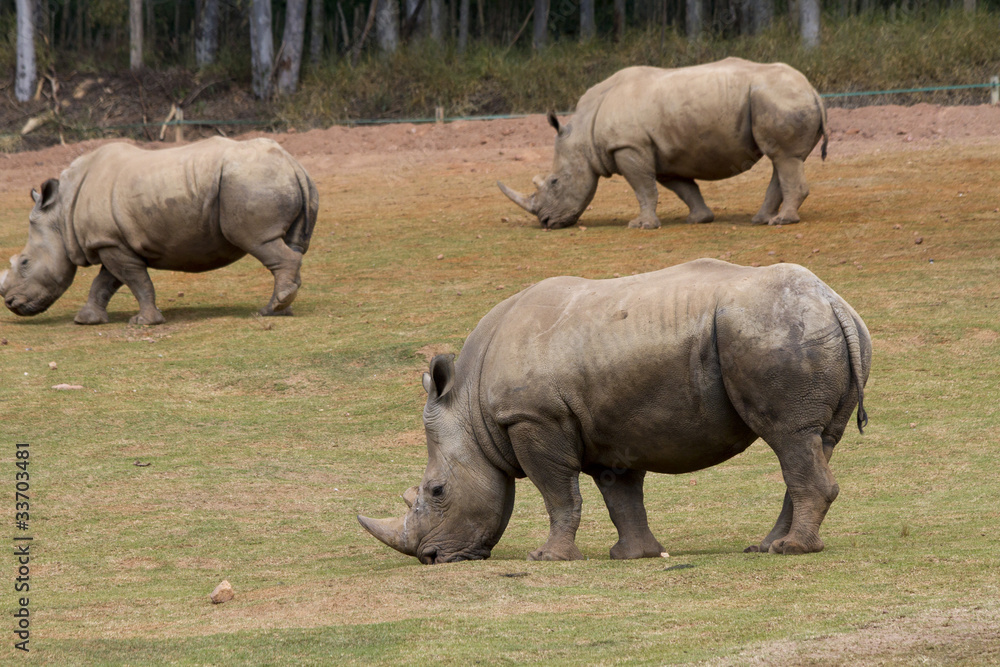 Obraz premium Rinocerontes