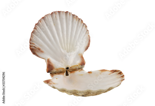 Opened empty scallop shell