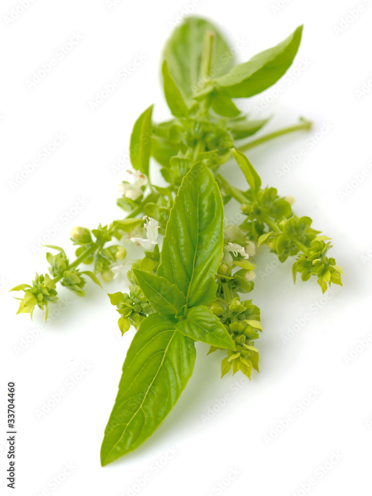 Basilico Basilico