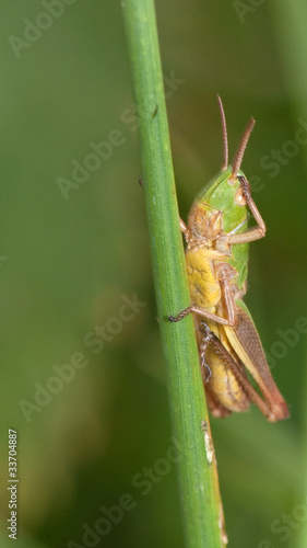 grasshopper rubbing eye