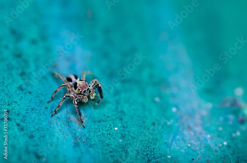 beautiful spider on old green wall