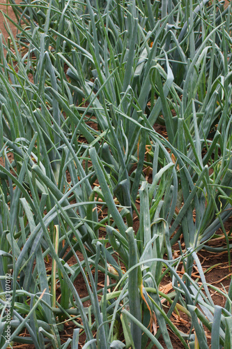 onion plants in the garden