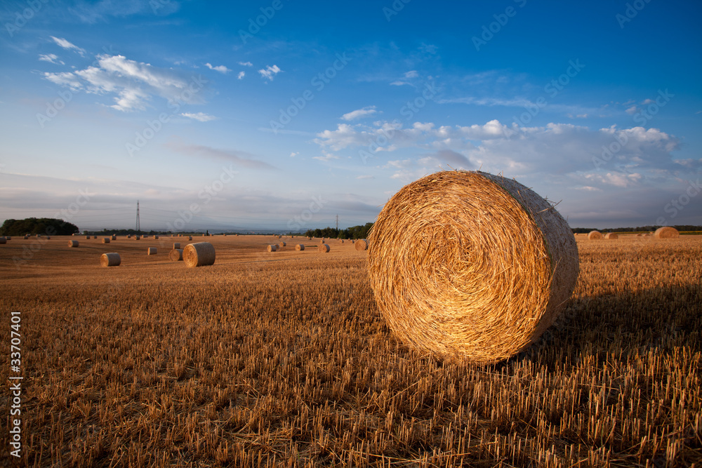 Wheat straw bale
