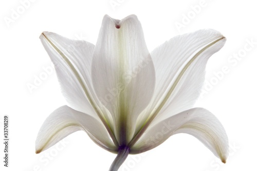 Fototapeta Naklejka Na Ścianę i Meble -  white lily