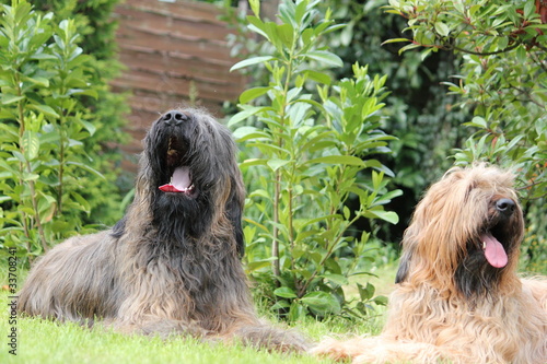 Bild auf Leinwand Hunde