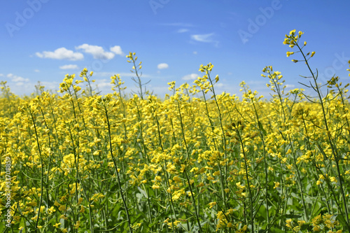 Canola plants touching the sky