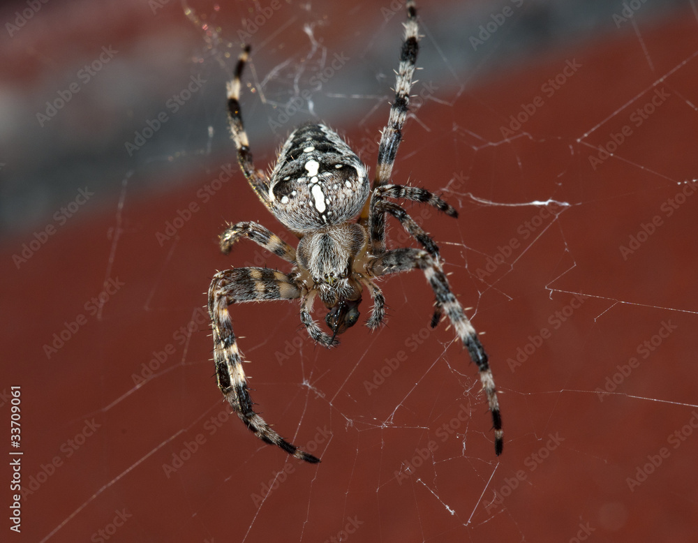 Cross spider Cross spider