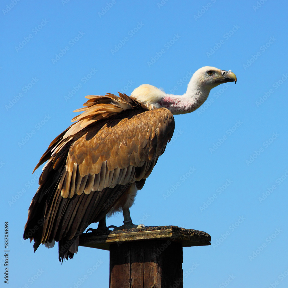 Gänsegeier (Gyps fulvus)