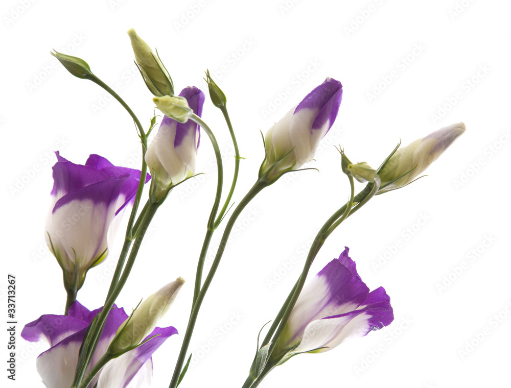 Eustoma Eustoma
